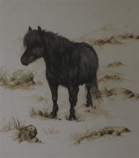 Andrew Alexander, watercolour, Shetland Pony, 25 x 20cm